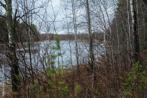 Late autumn. A forest pond covered with a crust of ice.