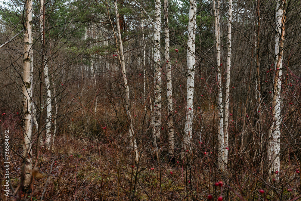 Obraz premium Thin birches surrounded by rosehip bushes.