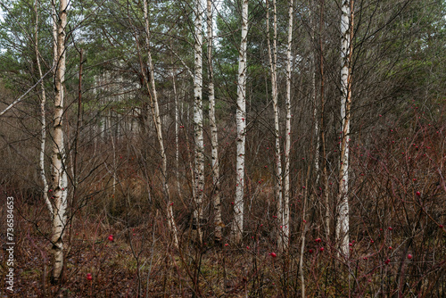 Fototapeta Naklejka Na Ścianę i Meble -  Thin birches surrounded by rosehip bushes.