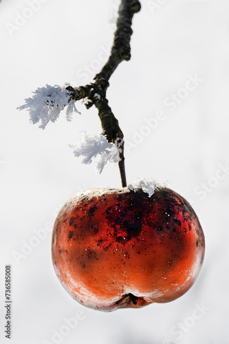 Apfel vereist am Baum im Winter