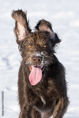 Hund rennt im Schnee