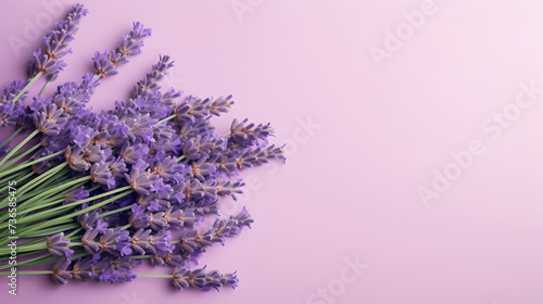 bunch of lavender flowers on decent pastel light purple colored background - the background offers lots of space for text 
