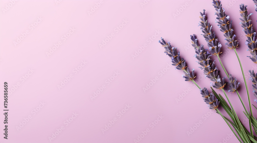 single lavender flowers stalks on transparent light violet pastel colored background - obrazy, fototapety, plakaty 