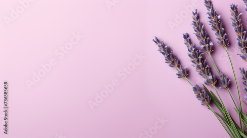 single lavender flowers stalks on transparent light violet pastel colored background