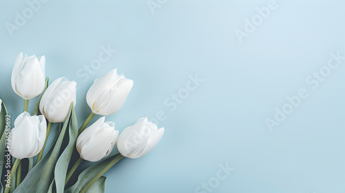 white spring tulips flowers on decent pastel soft light blue background