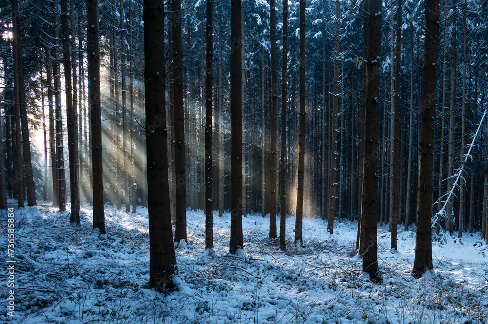 Obraz na plátně Wald im Winter