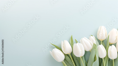 close up of bunch of white tulips flower on decent pastel soft light blue background - the background offers lots of space for text	 photo