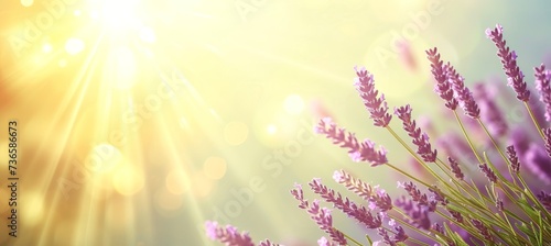 Lavender purple and sage green abstract bokeh banner background for design and decoration