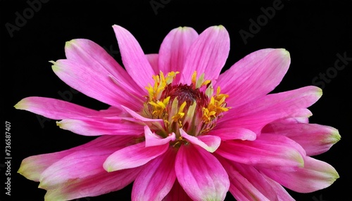 beautiful pink flower isolated on a black background