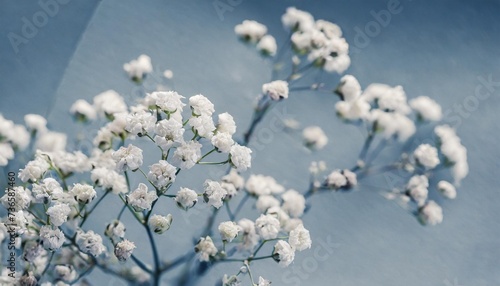 neutral romantic gypsophila lovely flowers with blue tones card macro