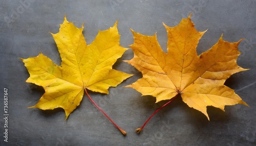 two yellow autumn maple leaf