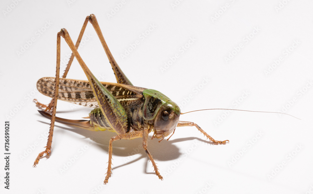 Wart-biter (Decticus verrucivorus) is a bush-cricket in the family Tettigoniidae. Grasshopper close-up. A female insect on a white background. Wart-biter (Decticus verrucivorus) is a bush-cricket in the family Tettigoniidae. Grasshopper close-up. A female insect on a white background.