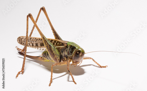 Wart-biter (Decticus verrucivorus) is a bush-cricket in the family Tettigoniidae.  Grasshopper close-up. A female insect on a white background. © Piotr