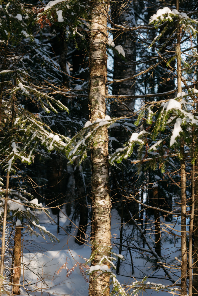 Winter forest on a frosty sunny day. Winter forest on a frosty sunny day.