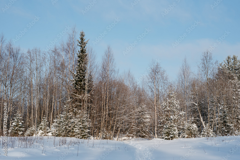 custom made wallpaper toronto digitalWinter expanses on a frosty sunny day.