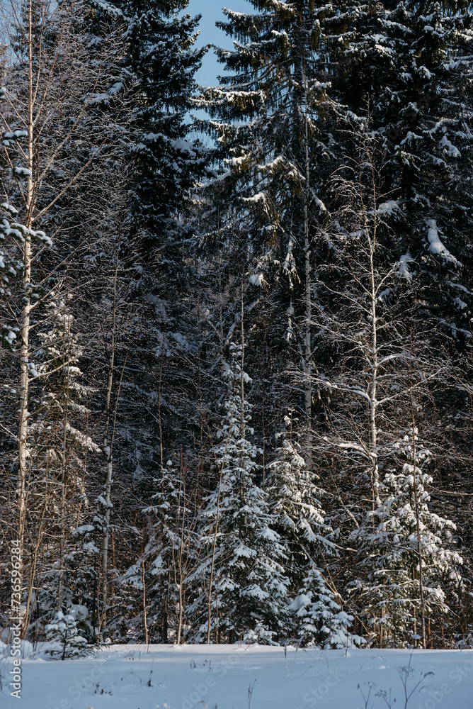 Fototapeta premium Winter forest on a frosty sunny day.