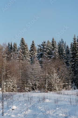  Winter forest on a frosty sunny day.