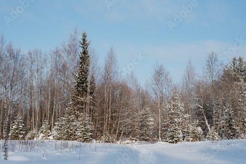 Wallpaper Mural Winter expanses on a frosty sunny day. Torontodigital.ca