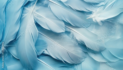 Beautiful abstract color white and blue feathers on white background and soft white feather texture on blue pattern and blue background, feather background, blue banners