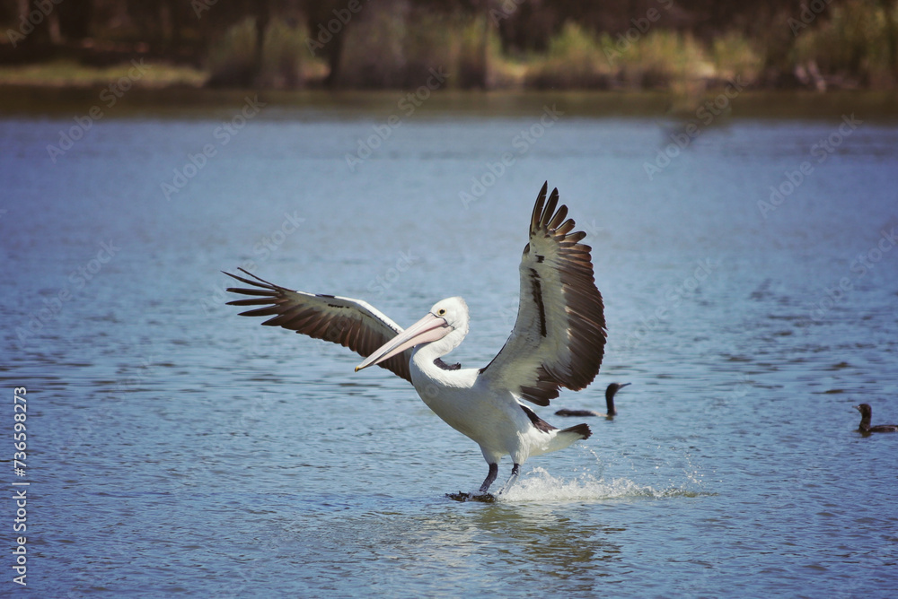 pelican in flight