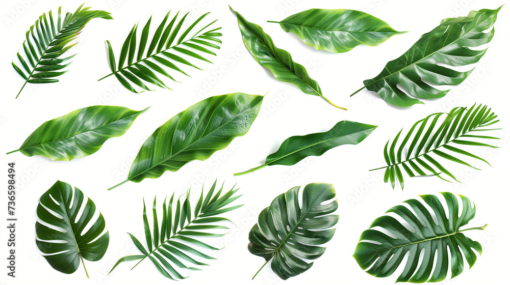 Collection of Various Green Tropical Leaves on a White Background