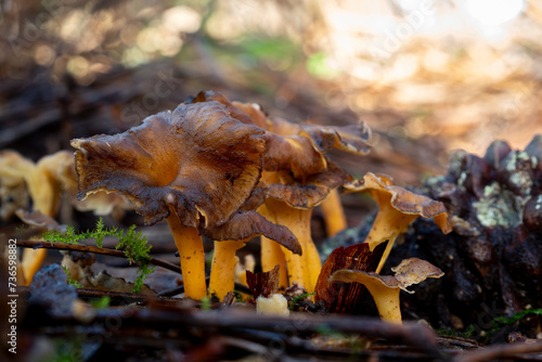 yellowfoot chanterelle mushrooms (Craterellus tubaeformis) with blurred background photo