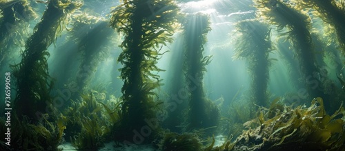 Macrocystis pyrifera, a fast-growing species of marine algae, forms important underwater habitats in the California coast.