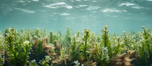 Underwater photograph of laminaria sea kale in a saltwater ocean reef.