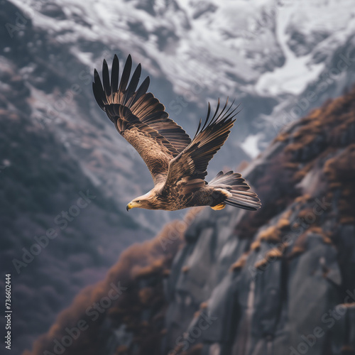 Majestic Eagle Soaring Over Mountainous Terrain photo