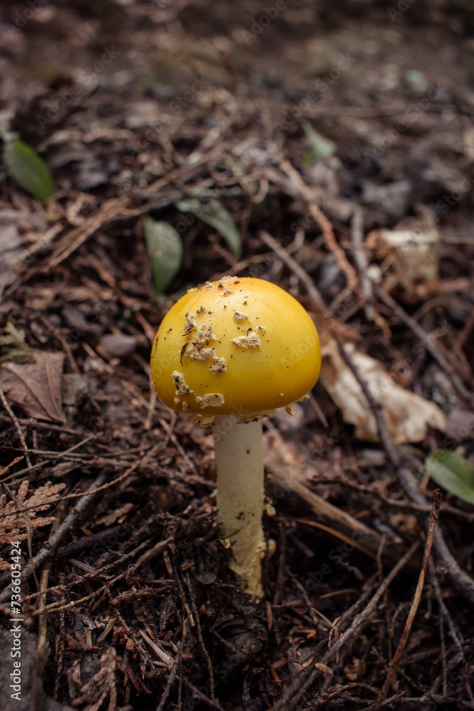 Yellow mushrooms in the autumn forest. Algonquin Park, Canada Yellow mushrooms in the autumn forest. Algonquin Park, Canada