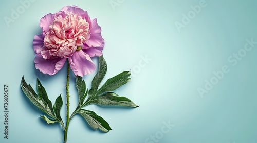 Beautiful pink peony flower on the mint background . flat lay flower. Generative AI 