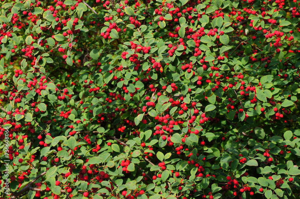 Cotoneaster multiflorus. Flowering plant in the rose family with the red fruits. 4. Shrub with the fruits.