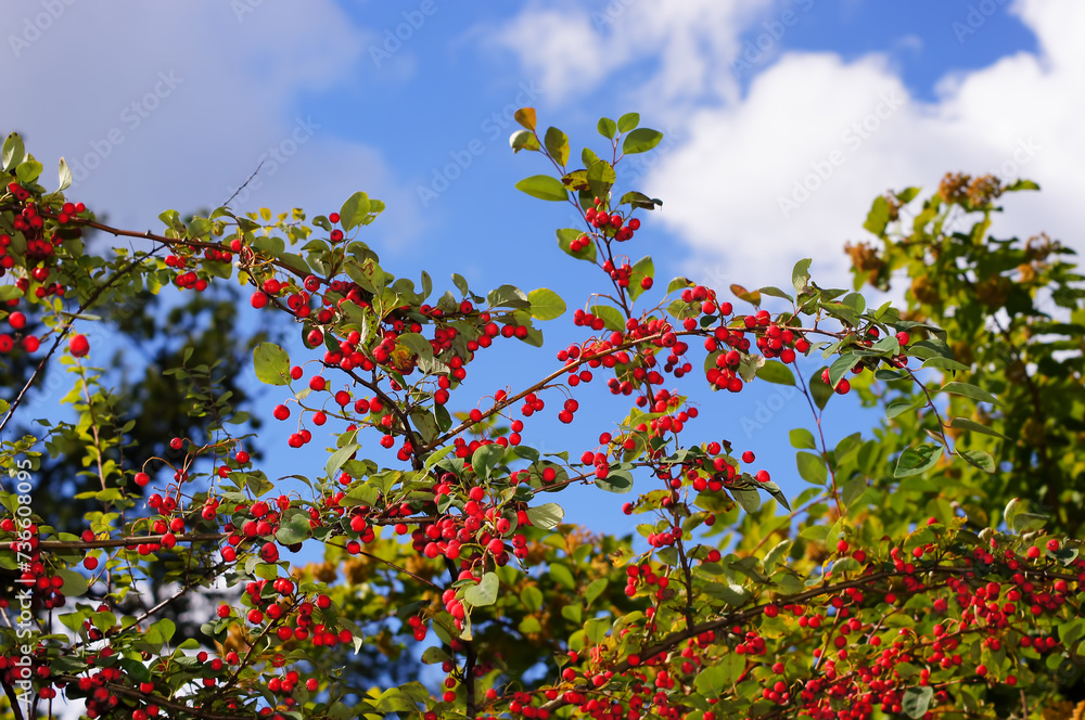 Cotoneaster multiflorus. Flowering plant in the rose family with the red fruits. 6. Fruits with the sky background closeup. Cotoneaster multiflorus. Flowering plant in the rose family with the red fruits. 6. Fruits with the sky background closeup.