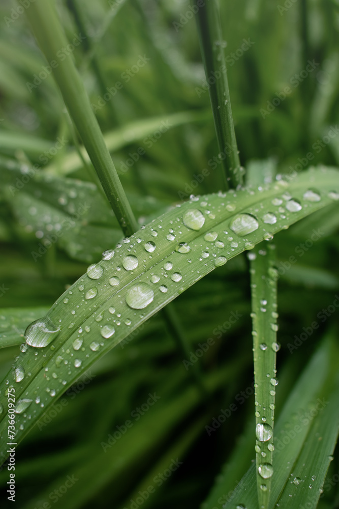 Raindrops on the green grass. Raindrops on the green grass.