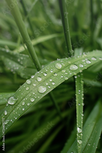 Raindrops on the green grass. 