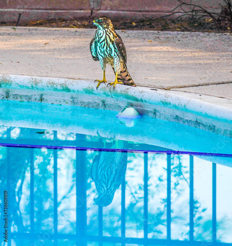 Pool Hawk 2