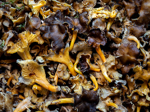 freshly picked yellowfoot chanterelle mushrooms (Craterellus tubaeformis) photo