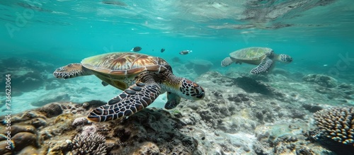 Green sea turtle spotted swimming, while another seen near the reef. © 2rogan
