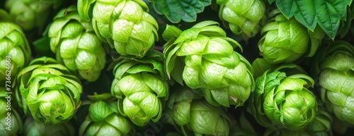 A detailed view of a bunch of green hop cones, commonly used in the brewing process. photo