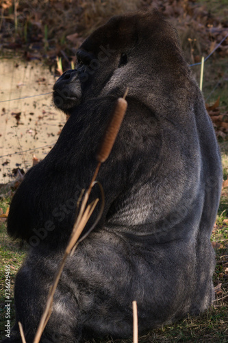 Goryl tyłem odwracający głowę w Warszawskim Zoo