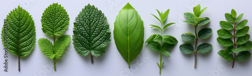 Set green mint pepper leaves isolated on white. Fresh mint leaves. Peppermint cut line. Full depth of field photo