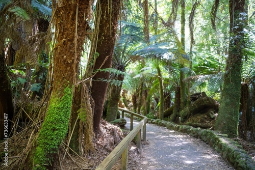 tourist hiking in a national park  taking a photo and looking at a waterfall in a forest in tasmania australia in summer