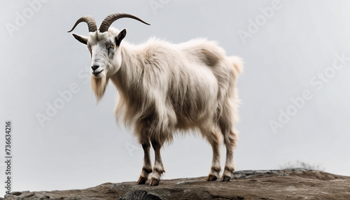 full body of a wild goat, isolated white background 