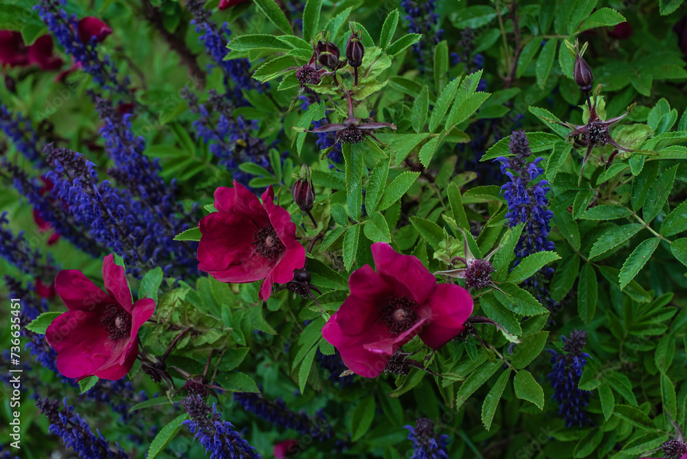 Beautiful purple Strandperle roses by Tantau