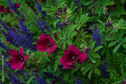 Beautiful purple Strandperle roses by Tantau photo