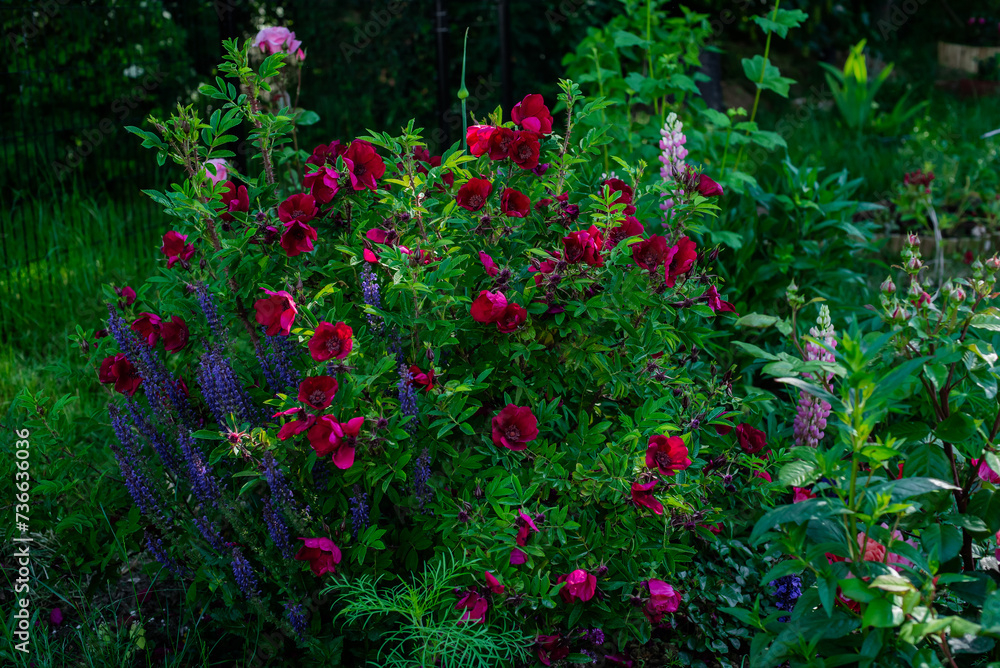 Beautiful rose bush Strandperle by Tantau
