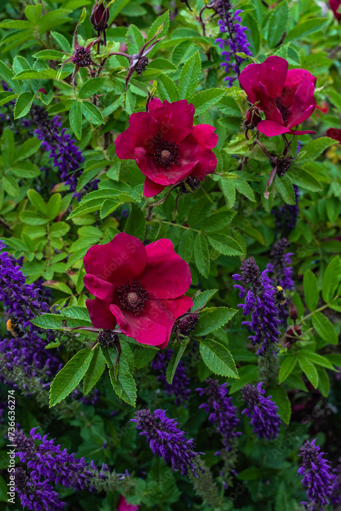 Fototapeta premium Beautiful purple Strandperle roses by Tantau