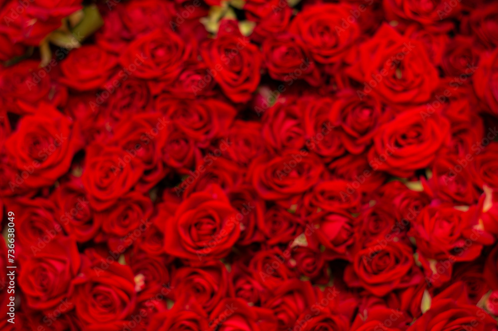 Lots of blurred deep red roses on black background, top view. The concept of love. Texture of red roses Lots of blurred deep red roses on black background, top view. The concept of love. Texture of red roses