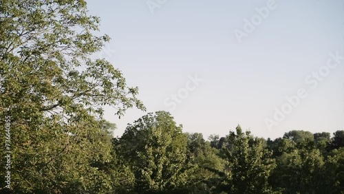 Trees Against Clear Sky