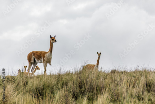 Vicuñas salvajes - Ocros, Ayacucho, Perú photo